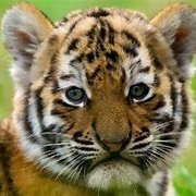 tiger76125 Profile Picture