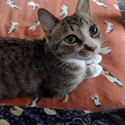 ponchan23353188's profile picture. テクニカル、理解すればマネーの潮流が見えてくる
（テクニカルアナリスト協会にて招待講師経験歴有）
この世に損をした事が無いプレーヤーは存在しない
猫、釣り、温泉、宇宙：どさんこ＋江戸っ子
♀猫3匹に翻弄された生活（ぽんこ、みーこ、ななこ）
３匹とも立派な 野良出身😊
知合い以外の鍵垢フォロー✖
笑いは健康の素🤣