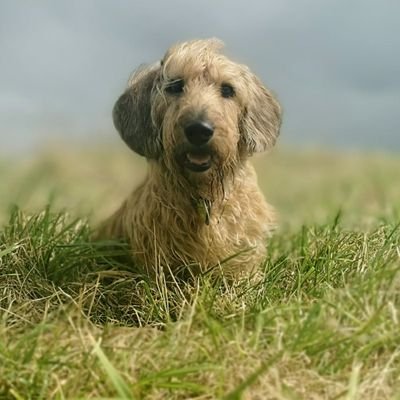 Wirehaired dachshund red from the spanisch animal welfare. Now lives in Germany with 3 dog buddies and a mistress. Likes mantrailing, water and messing around.