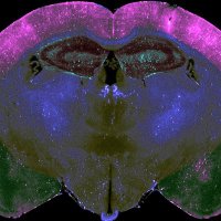 Wellington Lab (@wellingtonubc) 's Twitter Profile