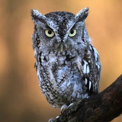 OwlLawrence Profile Picture