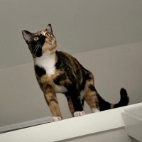Chippy, temptress of fate. (@chippy_kitty) 's Twitter Profile Photo