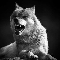 قد يكون الأسد ونمر أكثر قوة وكن ذءب لا تجده في سرك (@old_auction) Twitter profile photo