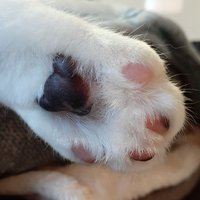 3にゃん(+にゃん) (@amo_ibu_kota) 's Twitter Profile Photo