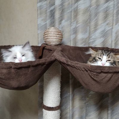 eCz2SpOVShKOjPU's profile picture. Aimer専用アカウント☆ Aimer Hall Tour 2022 “Walpurgisnacht”で初めてAimerのコンサートに行きました♫感動のあまり開幕から泣いてしまいました！10周年イヤーでやっと出会えた素敵なAimerさんをずっと応援します☆