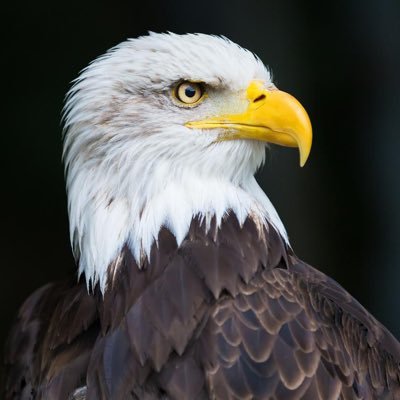 ONFeederInstru1's profile picture. 