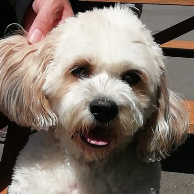 Furkid of @mrscarrj Proud member of #ZSHQ. Major Maggie #Cavachon Tweets in memory of Tammy OTRB 26/2/16, 16yrs 8mths, Merlin OTRB 14/1/19, 16yrs 9mths