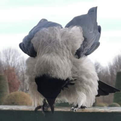 Corvus coronix (aka hybrid crows) - news from the hotspot of crowolution