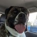 Annie & Kojo (humom & big dog) (@annier1961) Twitter profile photo Annie & Kojo (humom & big dog) (@annier1961) Twitter profile photo
