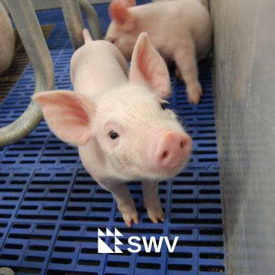 South West Ontario Veterinary Services - a veterinary practice serving the pork production industry - Better Together with Science Experience & Knowledge