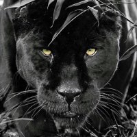 Christopher Tritt - @PTOMAYOR89 Twitter Profile Photo