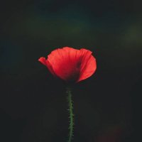 monuara begum“❤️ Memecoin” (✸,✸) (@monuarabegum7) 's Twitter Profile
