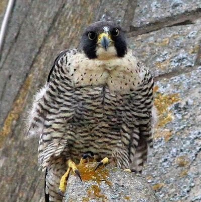 Peregrine Falcons at All Saints Church, Oakham 
(current status: rare visits by peregrine)

Also updates on the pair at Stamford All Saints