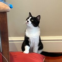 💐Primrose 💐🐾 ☀️ (@primrosethecat_) 's Twitter Profile Photo