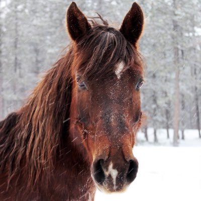 Let’s all just get along. Love your neighbor. Love yourself. Fight for our democracy. Equestrian. Mountain Girl. #StandWithUkraine #AARP #Broncos #VoteBlue2024