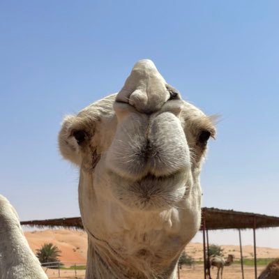 dowusgg's profile picture. 20 | @aimerzHQ Social Team 🌸🌺 I like to aimbot 🤖