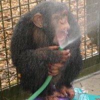 Monkey (@hail1_grasa) 's Twitter Profile
