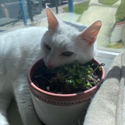 badpoet65's profile picture. Bad poet, I prefer nurturing to authoritarianism. I like science and logic, don’t believe in Bigfoot or aliens. Gnomes and fairies are real though.