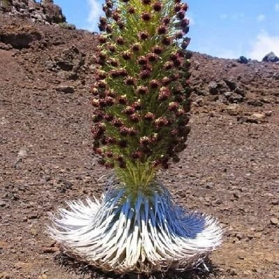 Leogar4411's profile picture. Hablan de derrotas ajenas por falta de victorias propias