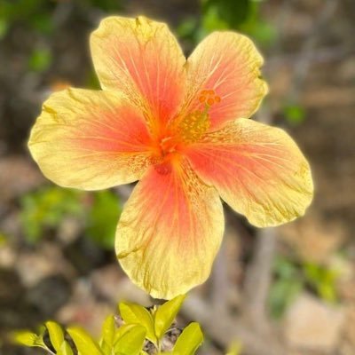 👧2022.9 👶2025.9.12 無痛分娩出産🤱🏼 / 2023.4仕事フルタイム復帰 👩🏼💻 & 6m保育園start 🌸 → 2子目育休中 / 東京→関西在住(関西引っ越したばかりで遊んでくれるママ友探し中🥹)