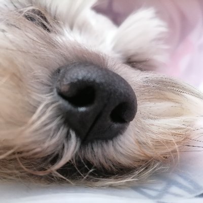 Linclindo1's profile picture. 🐝COL 💛💙❤️ 🚫antiuribista🚫. "LOS GRANDES NO ODIAN, NI LLAMAN ENEMIGO A LOS LOSERS" ✍️ Cuidado⚠ confunde caca seca 💩 con chocolate 🍫