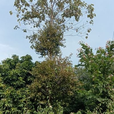 Meghnat40676676's profile picture. 🚩🚩🌹हिन्दू हितैषी 🌹🚩🚩