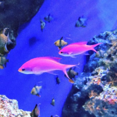 ecomark's profile picture. 都内在住の会社員。現在Xは主に連絡用として使用。