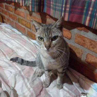 ManuelLfernand7's profile picture. Cuenta oficial #Emaguel