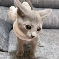 もりお【FIP闘病中】 (@morio2020127) 's Twitter Profile