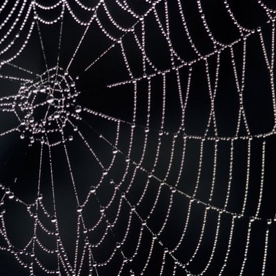 WidowSeamstress's profile picture. 25 🕸 she/her 🕷 aspirations of silk