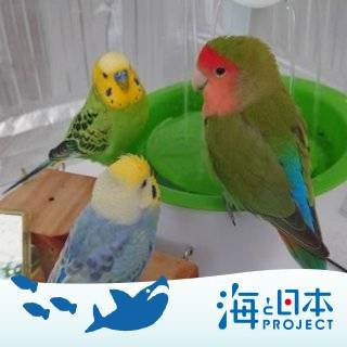 ぽっぽ(2017/7～)
ゆず(2017/9～)
かぼす(2020/6/18～)

*インコ、鳥、生き物

*ブルーベリー

*コーヒーの木

*家庭菜園

*芸術絵画美術

*風景他きれいなもの

の呟き

人様のTwitterに返信勝手に書き込んで忠告とか批判とか、無礼者は即ブロック。