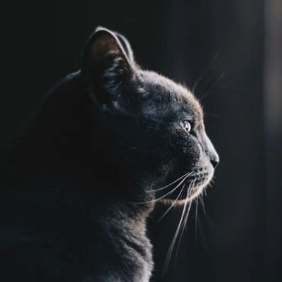 _starycat_ Profile Picture