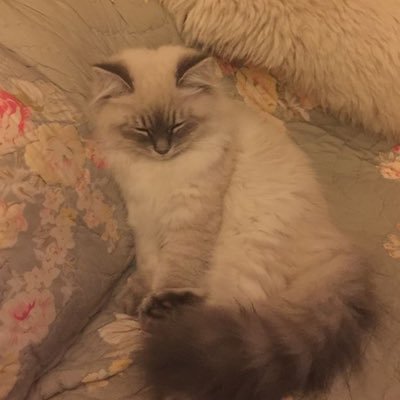 Prettyp1xie111's profile picture. on’a killstreak.