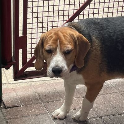 kyliedaley's profile picture. Ex SC for MPS really miss it only left due to a life long foot injury 😫 I hope in the future I can get an op so can rejoin. Ex Railway Revenue Staff.