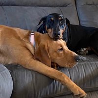 Lax Dude (@mashlax1) 's Twitter Profile