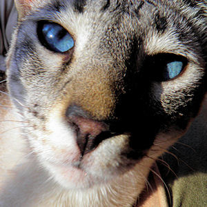 Sheba, Queen of, a royal girl born in a barn. From hungry & cold to ruling the realm. See: IN THE KITTEN SCRUM by Deann Lee family-friendly book now on Amazon.