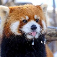라소 (@draizetrain) 's Twitter Profile Photo 라소 (@draizetrain) 's Twitter Profile Photo