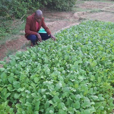 Iam Agronomist in Hiiraan region Who   Supports  farmers