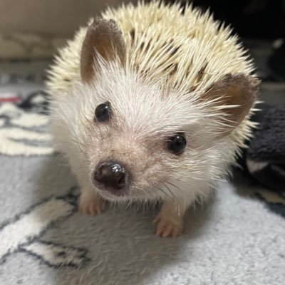 わかまろんさんのプロフィール画像