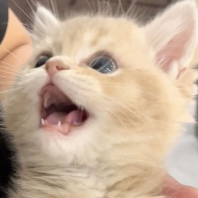 b0mq7's profile picture. ちぇぼむぎゅ！！いみにょん！！ちょんゆの！！