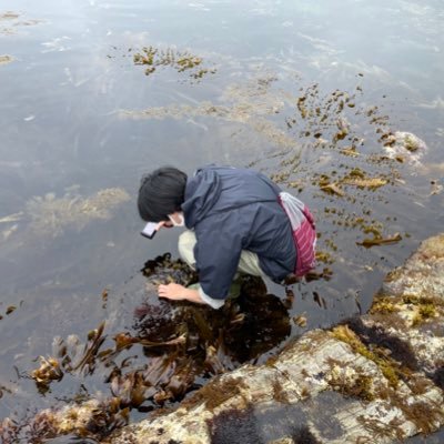 PhD student, Tokyo University of Marine Science and Technology #Phycology #Algae #Diatom #Bacillariophyta #Morphology #Taxonomy #Phylogeny he/his