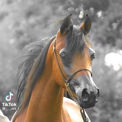 saad4142291's profile picture. متدين رياضي رومانسي صريح