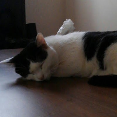 2y5ZswRmlLflJrv's profile picture. Twitter初めて三年経ちました🥳
日常の中で寄り添ってくれる音楽と共に泣いたり笑ったり😽
大好き！最高！カッコイイ！のスリーコードを駆使して📮してます🤣
拙い📮ですが一緒に音楽愛を叫んで下さいまし😽💕
誤字、誤変換はご愛嬌🥹✨