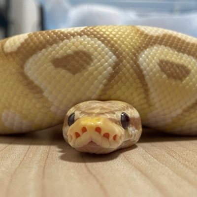 nyorochikiii's profile picture. 🐍🦎🐢🐱💕大好きな家族との生活を主に思ったことや日常のあれこれを垂れ流していく ピアス好き 病気のこと 仕事のこと Mrs. GREEN APPLE Ringo JAM会員🍏 ゼンジン7/7🚀