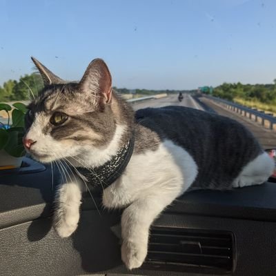 I'm Toby, just a soft gray boy originally from Arkansas but now traveling with my humans across the US in a semi truck 😸
#CatsofTwitter #AdoptDontShop