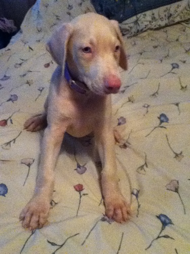 I love my albino doberman