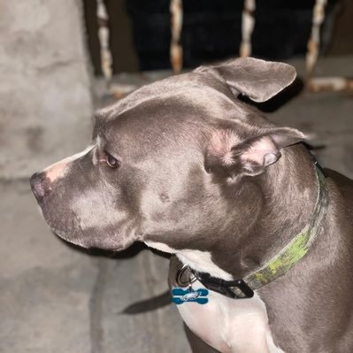 @reesedabeast215