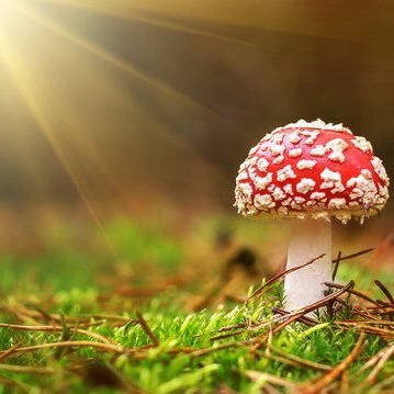 all psychedelics product available at tripsafehome . #shrooms #lsd #dmt #vape . join our telegram community    https://t.co/y2nafjhzgh