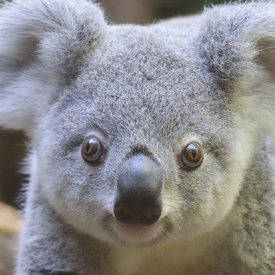 hihiukoala's profile picture. I create concept art for all different Fortnite cosmetics. I will remix skins or I will create my own!