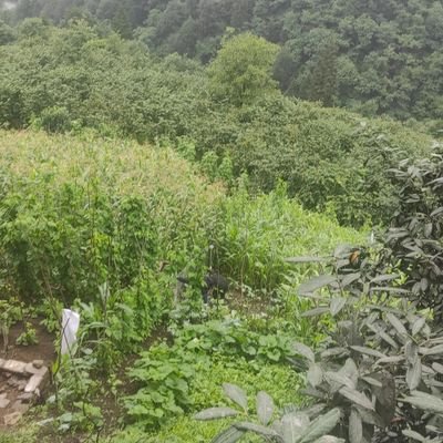 Ahahaha55748939's profile picture. 